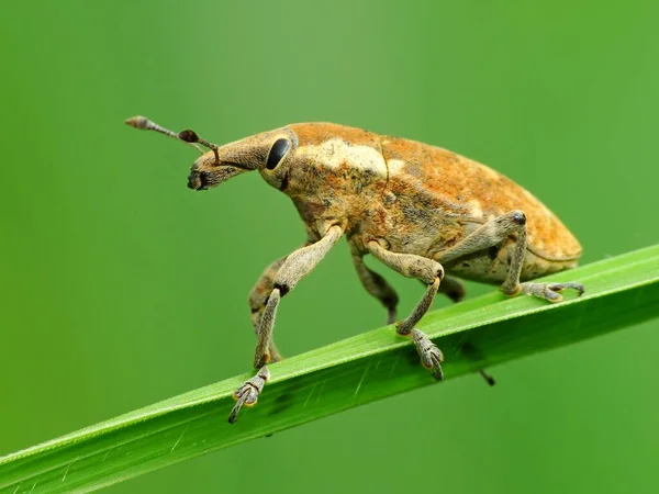 Los Insectos Tienen Cuerpo Tres Partes Cabeza Tórax Abdomen Tres — Foto de Stock