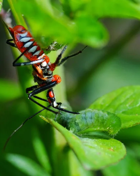 昆虫には3部構成の体 3対の関節脚 1対の触角がある 昆虫は動物の中で最も多様なグループです 100万種以上の記載種が含まれています — ストック写真