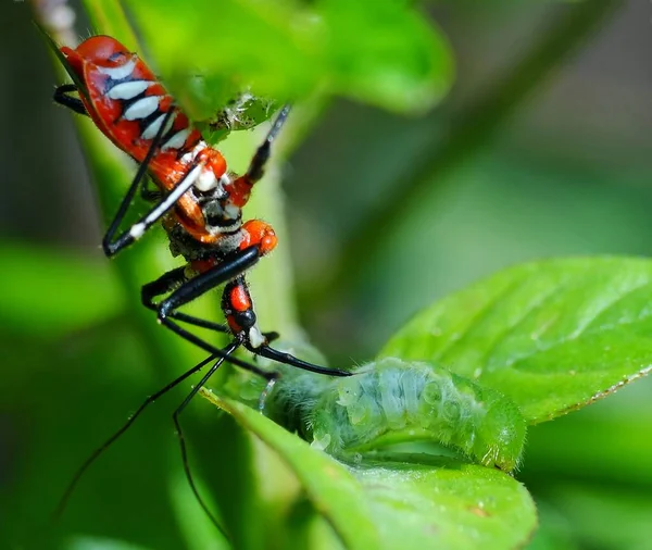 Insects have a three-part body (head, thorax and abdomen), three pairs of jointed legs, compound eyes and one pair of antennae. Insects are the most diverse group of animals. They include more than a million described species