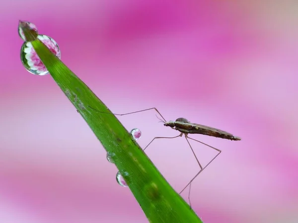 Insecten Hebben Een Driedelig Lichaam Hoofd Thorax Buik Drie Paar — Stockfoto