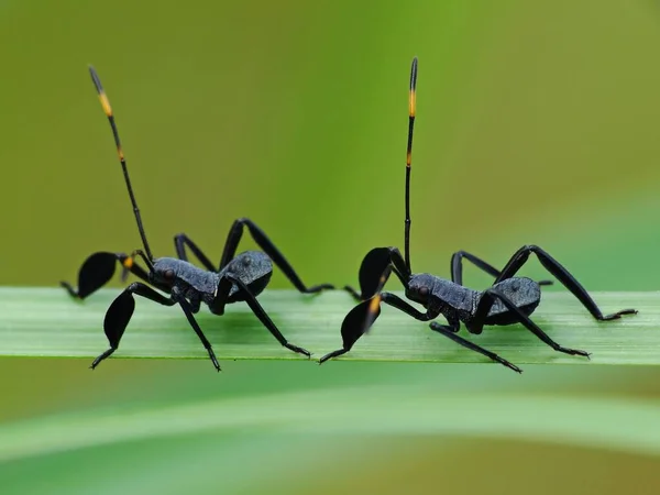 Los Insectos Tienen Cuerpo Tres Partes Cabeza Tórax Abdomen Tres —  Fotos de Stock