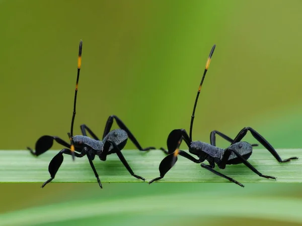 昆虫有三部分身体 胸部和腹部 三对连接的腿 复眼和一对触角 昆虫是最多样化的动物群体 它们包括一百多万种描述的物种 — 图库照片