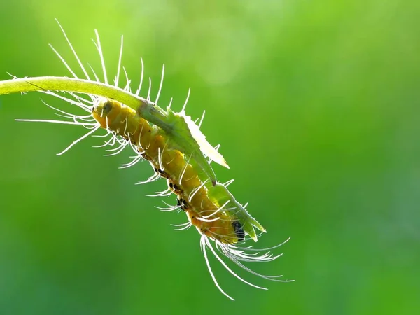 Los Insectos Tienen Cuerpo Tres Partes Cabeza Tórax Abdomen Tres — Foto de Stock