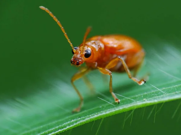 Insecten Hebben Een Driedelig Lichaam Hoofd Thorax Buik Drie Paar — Stockfoto