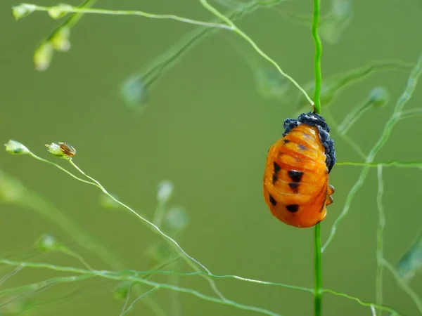 Insekten Haben Einen Dreiteiligen Körper Kopf Brustkorb Und Bauch Drei — Stockfoto