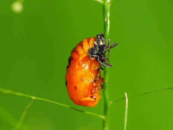 Insekten Haben Einen Dreiteiligen Körper Kopf Brustkorb Und Bauch Drei — Stockfoto