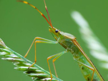 Günlük hayatta böcek aktivitesi