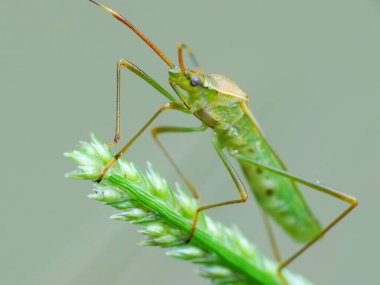 Günlük hayatta böcek aktivitesi