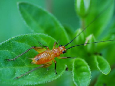 Günlük hayatta böcek aktivitesi