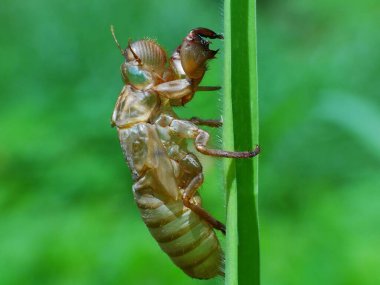 Günlük hayatta böcek aktivitesi