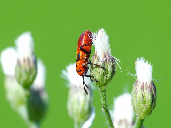 Atividade Dos Insetos Vida Diária — Fotografia de Stock