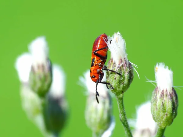 Atividade Dos Insetos Vida Diária — Fotografia de Stock