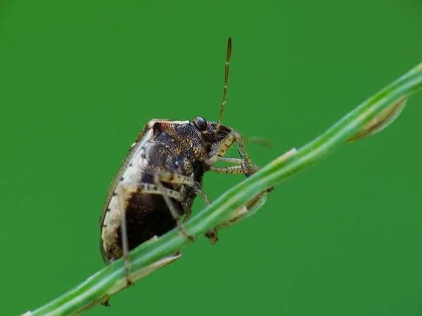 Insectenactiviteit Het Dagelijks Leven — Stockfoto