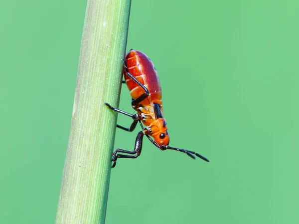 Attività Degli Insetti Nella Vita Quotidiana — Foto Stock