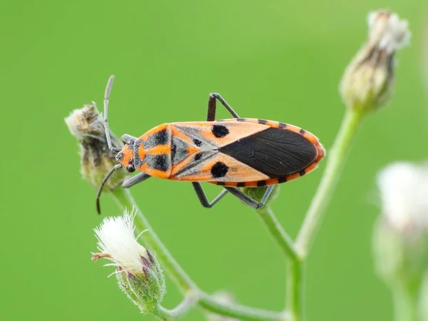 Actividad Los Insectos Vida Diaria — Foto de Stock