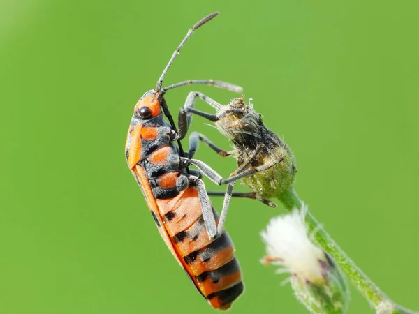 Actividad Los Insectos Vida Diaria —  Fotos de Stock
