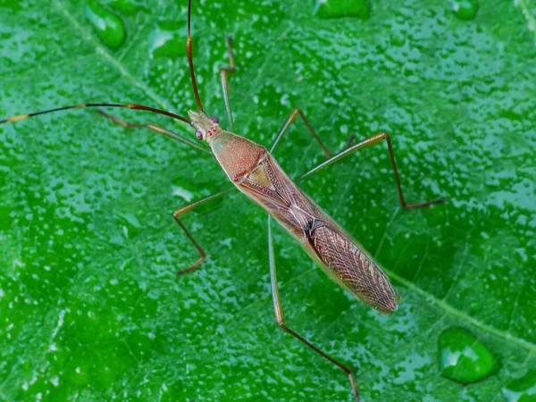 Actividad Los Insectos Vida Diaria —  Fotos de Stock