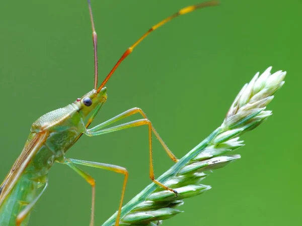 Insectenactiviteit Het Dagelijks Leven — Stockfoto