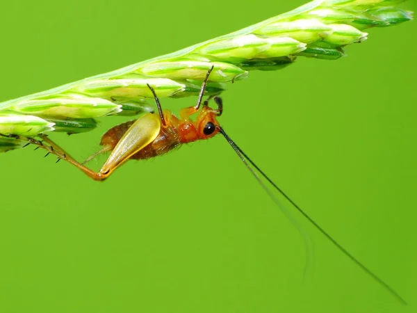 Insektenaktivität Alltag — Stockfoto