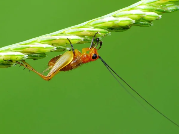 Insektenaktivität Alltag — Stockfoto