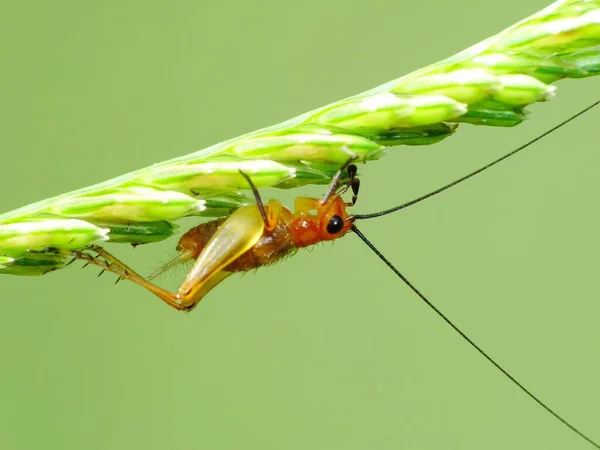 Insektenaktivität Alltag — Stockfoto