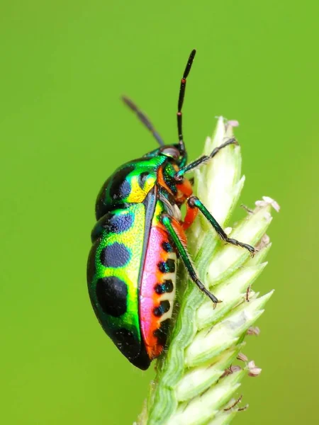 Insektenaktivität Alltag — Stockfoto