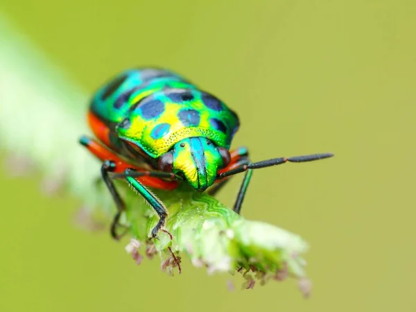 Insectenactiviteit Het Dagelijks Leven — Stockfoto