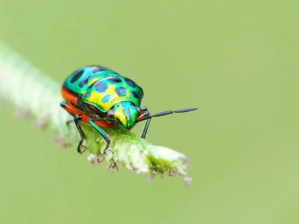 Actividad Los Insectos Vida Diaria — Foto de Stock