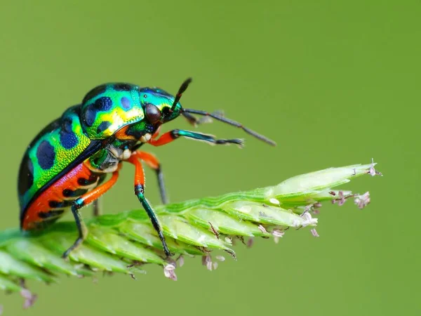 Actividad Los Insectos Vida Diaria — Foto de Stock