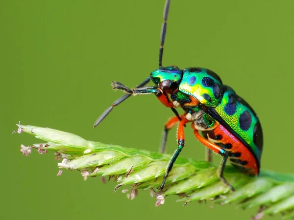 Insektenaktivität Alltag — Stockfoto