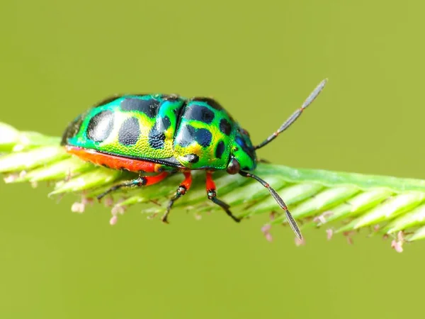 Actividad Los Insectos Vida Diaria — Foto de Stock