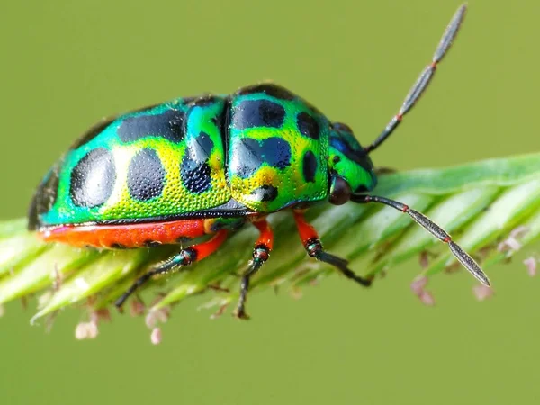 日常生活中的昆虫活动 — 图库照片