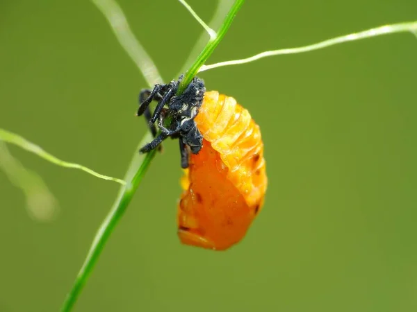 日常生活における昆虫活動 — ストック写真