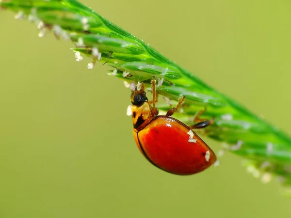 Atividade Dos Insetos Vida Diária — Fotografia de Stock