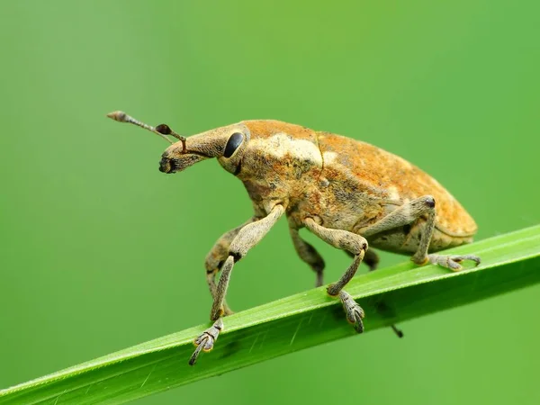 Insectenactiviteit Het Dagelijks Leven — Stockfoto