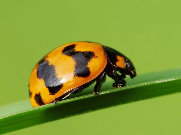 Attività Degli Insetti Nella Vita Quotidiana — Foto Stock