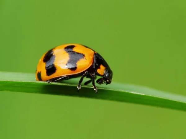 Actividad Los Insectos Vida Diaria — Foto de Stock