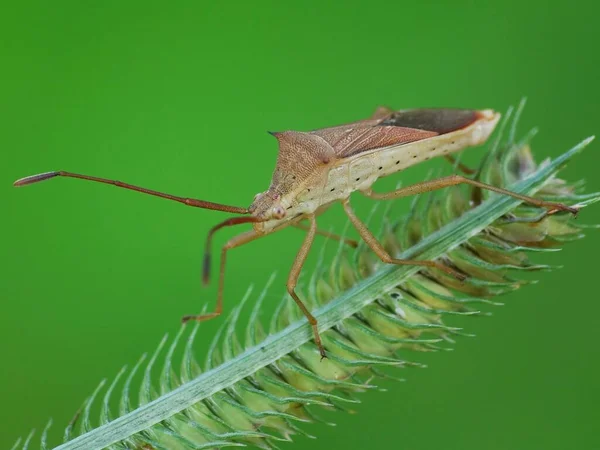 Attività Degli Insetti Nella Vita Quotidiana — Foto Stock