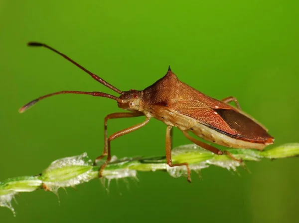 Actividad Los Insectos Vida Diaria —  Fotos de Stock