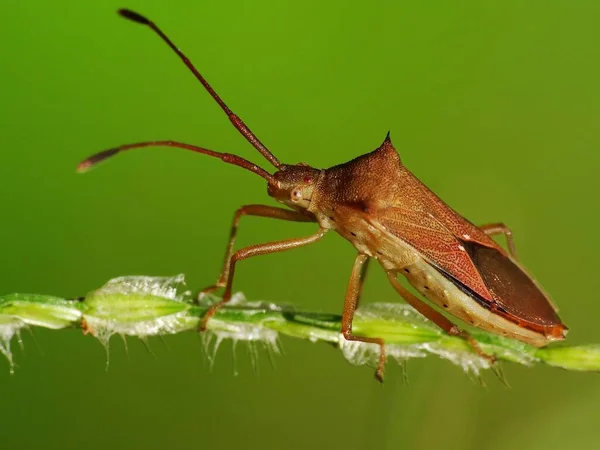 Actividad Los Insectos Vida Diaria —  Fotos de Stock