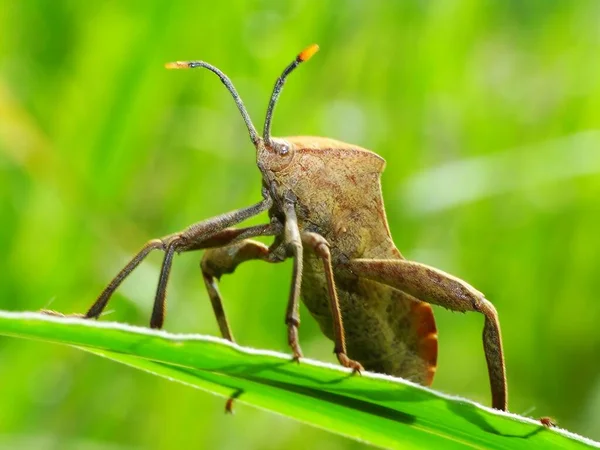 Insectenactiviteit Het Dagelijks Leven — Stockfoto