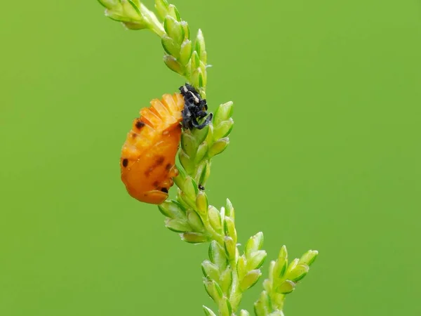 Insektenaktivität Alltag — Stockfoto