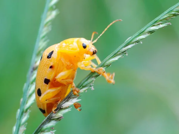 日常生活における昆虫活動 — ストック写真