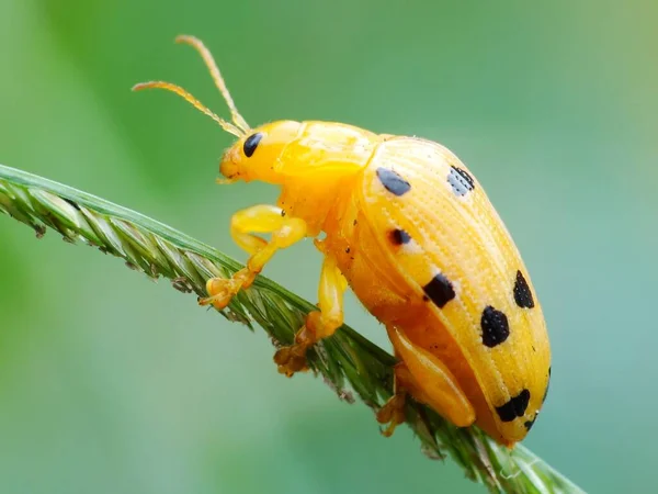 Attività Degli Insetti Nella Vita Quotidiana — Foto Stock