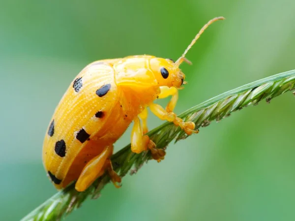 Actividad Los Insectos Vida Diaria — Foto de Stock