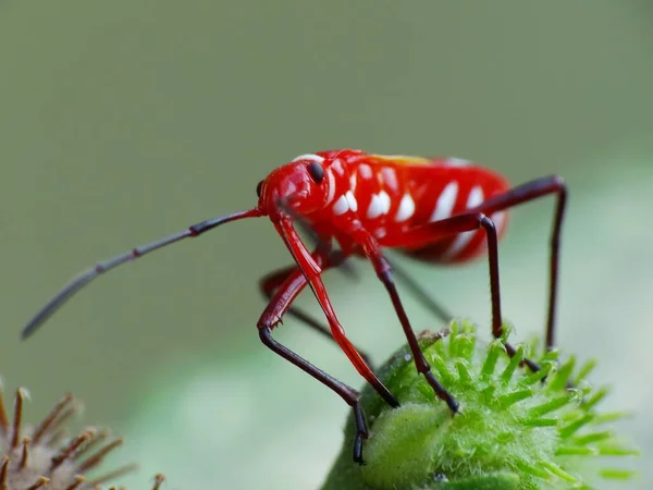 Insectenactiviteit Het Dagelijks Leven — Stockfoto