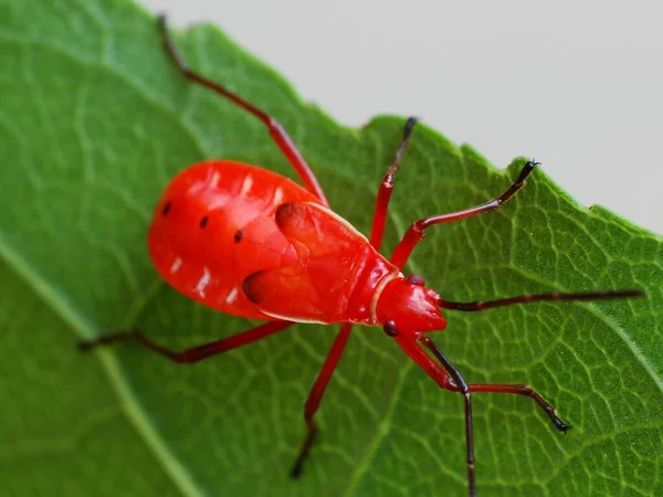 Activité Des Insectes Dans Vie Quotidienne — Photo