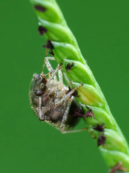 Actividad Los Insectos Vida Diaria — Foto de Stock