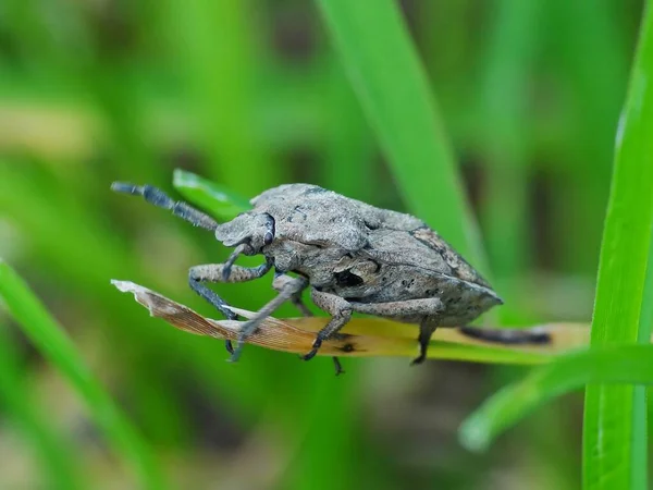 Insektenaktivität Alltag — Stockfoto