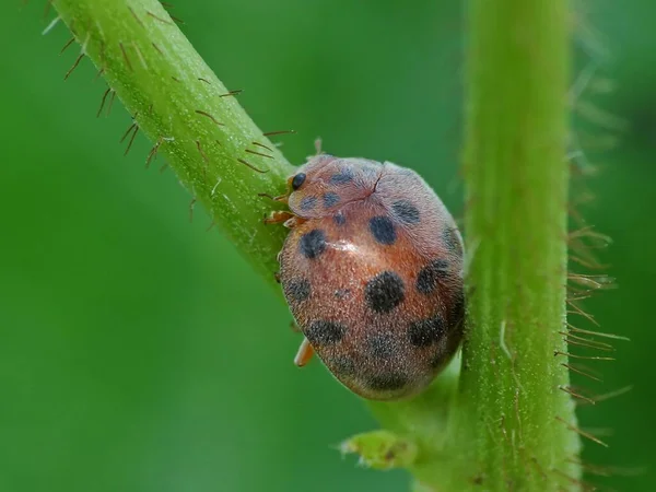 Insektenaktivität Alltag — Stockfoto